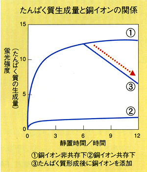 たんぱく質生成量と銅イオンの関係